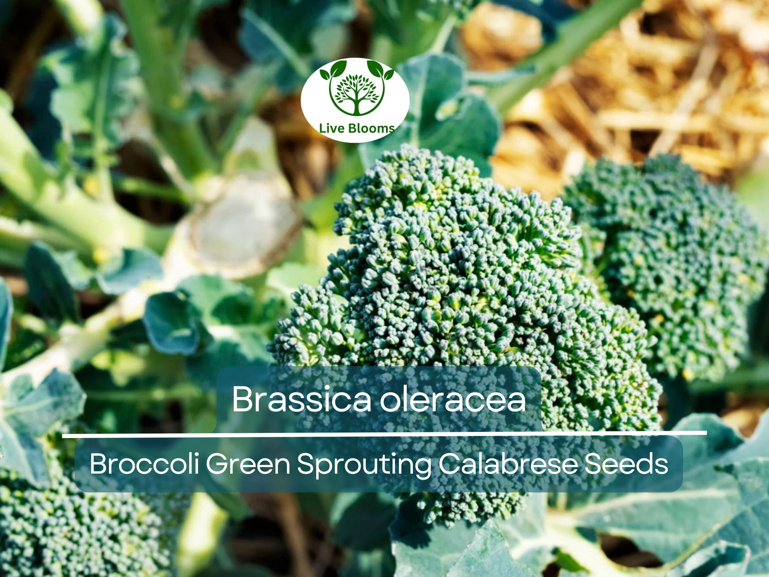 300 Seeds Broccoli Green Sprouting Calabrese - Brassica oleracea | Heirloom Seeds for Planting, Gardening & Nutritious Harvests