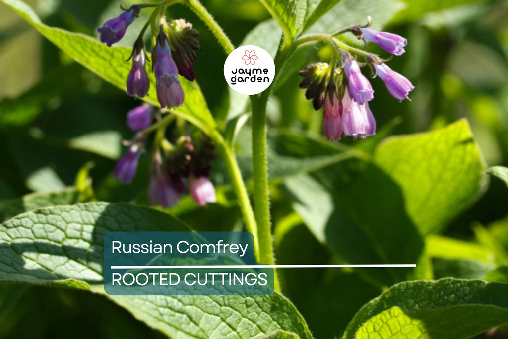 Large Live Russian Comfrey Crown Cuttings - Bocking #14 (5 Pack), 1-2" Shoots & Roots, Freshly Dug, Soil Builder, Permaculture Plant