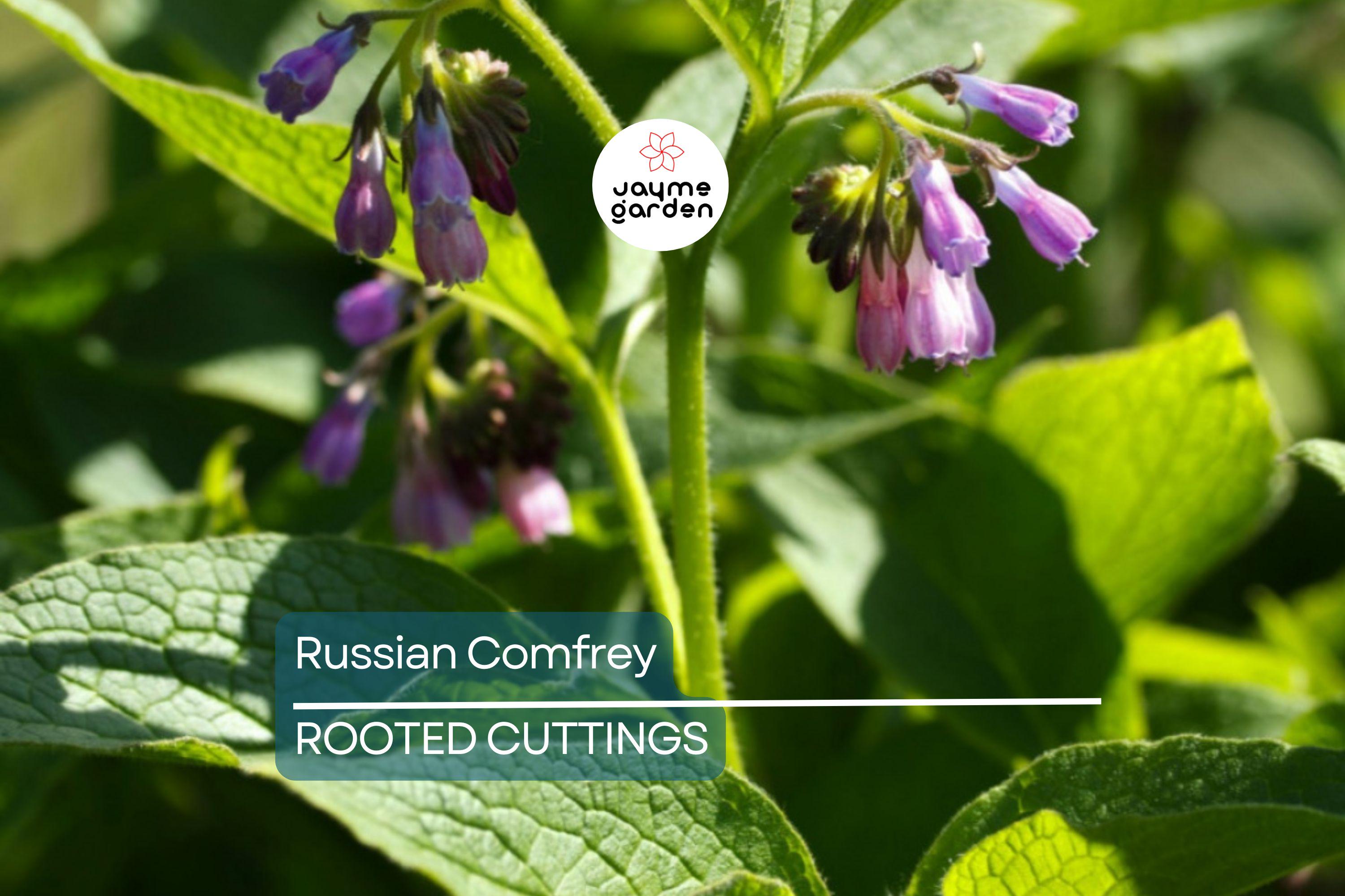 Large Live Russian Comfrey Crown Cuttings - Bocking #14 (5 Pack), 1-2" Shoots & Roots, Freshly Dug, Soil Builder, Permaculture Plant