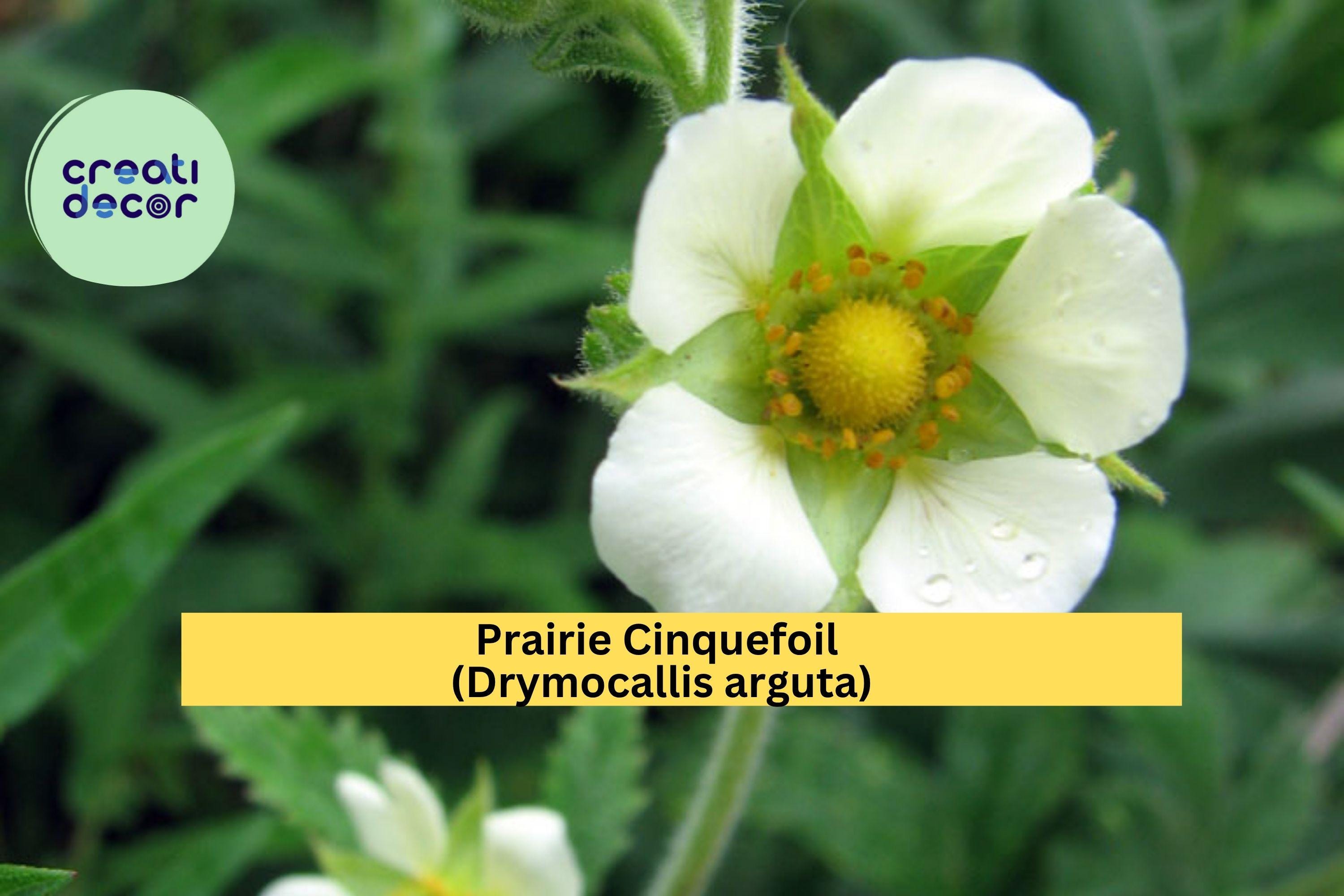 Prairie Cinquefoil Seeds (Drymocallis arguta) – 500 Native Wildflower Seeds | Pollinator-Friendly, Dry Prairie Plant | Zones 3–8