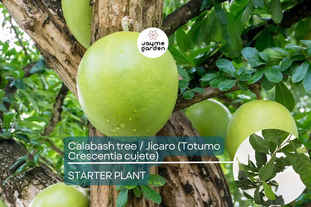 Totumo Crescentia Cujete (Calabash Tree) Tropical Live Tree 8”-12” – Grow Your Own Gourd Tree for Art, Crafts & Shade!