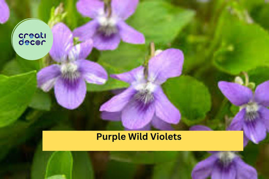 15 Purple Wild Violet Roots – Native Viola Perennial Wildflowers, Hardy Bare Root Plants for Shade Gardens and Natural Landscaping