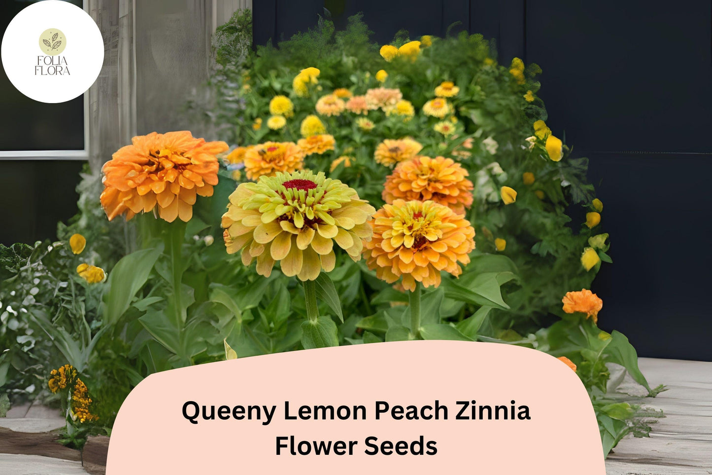 100+ Queeny Lemon Peach Zinnia Seeds – Unique Peach-Yellow Blooms for Garden Planting, Borders & Cut Flowers