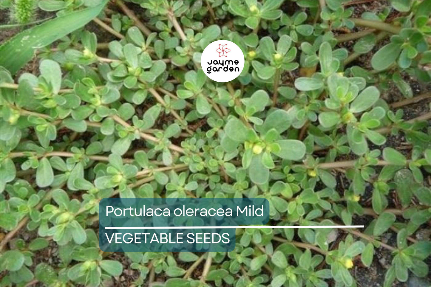 2000 Red Purslane Seeds - Edible Succulent - Portulaca oleracea - Verdolaga - Mild Spinach Flavor - Nutritious Herb - Free Shipping