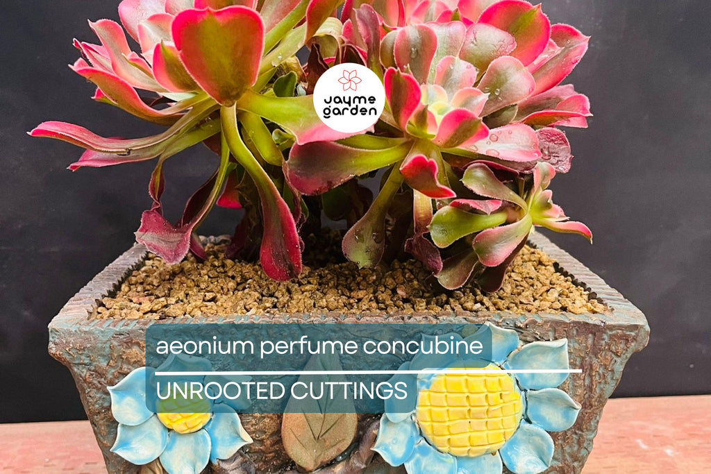 Aeonium 'Perfume Concubine' Cutting | Fresh Succulent Cutting | 2.5-Inch Rosette | Unique Collector Variety | Easy to Grow