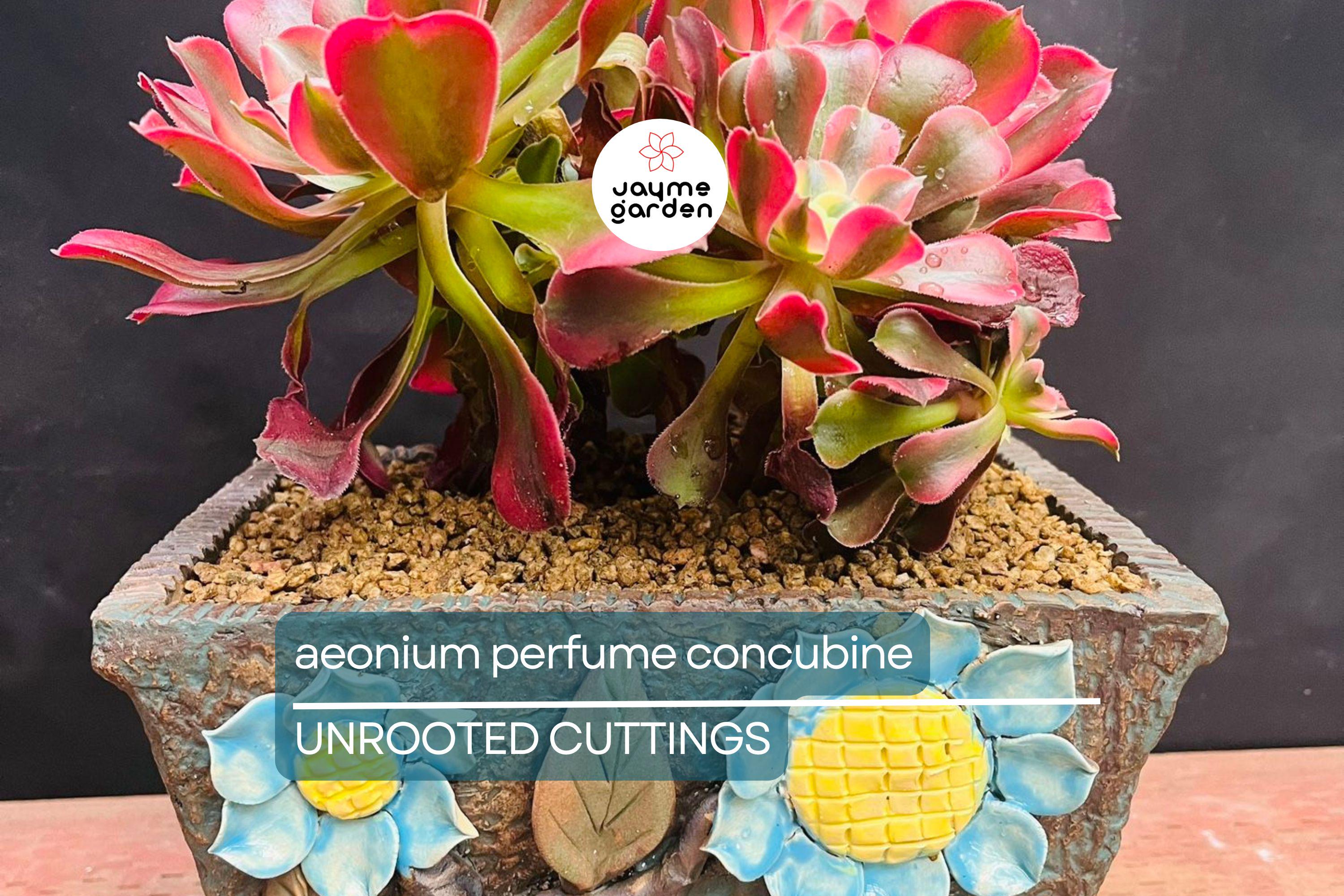 Aeonium 'Perfume Concubine' Cutting | Fresh Succulent Cutting | 2.5-Inch Rosette | Unique Collector Variety | Easy to Grow