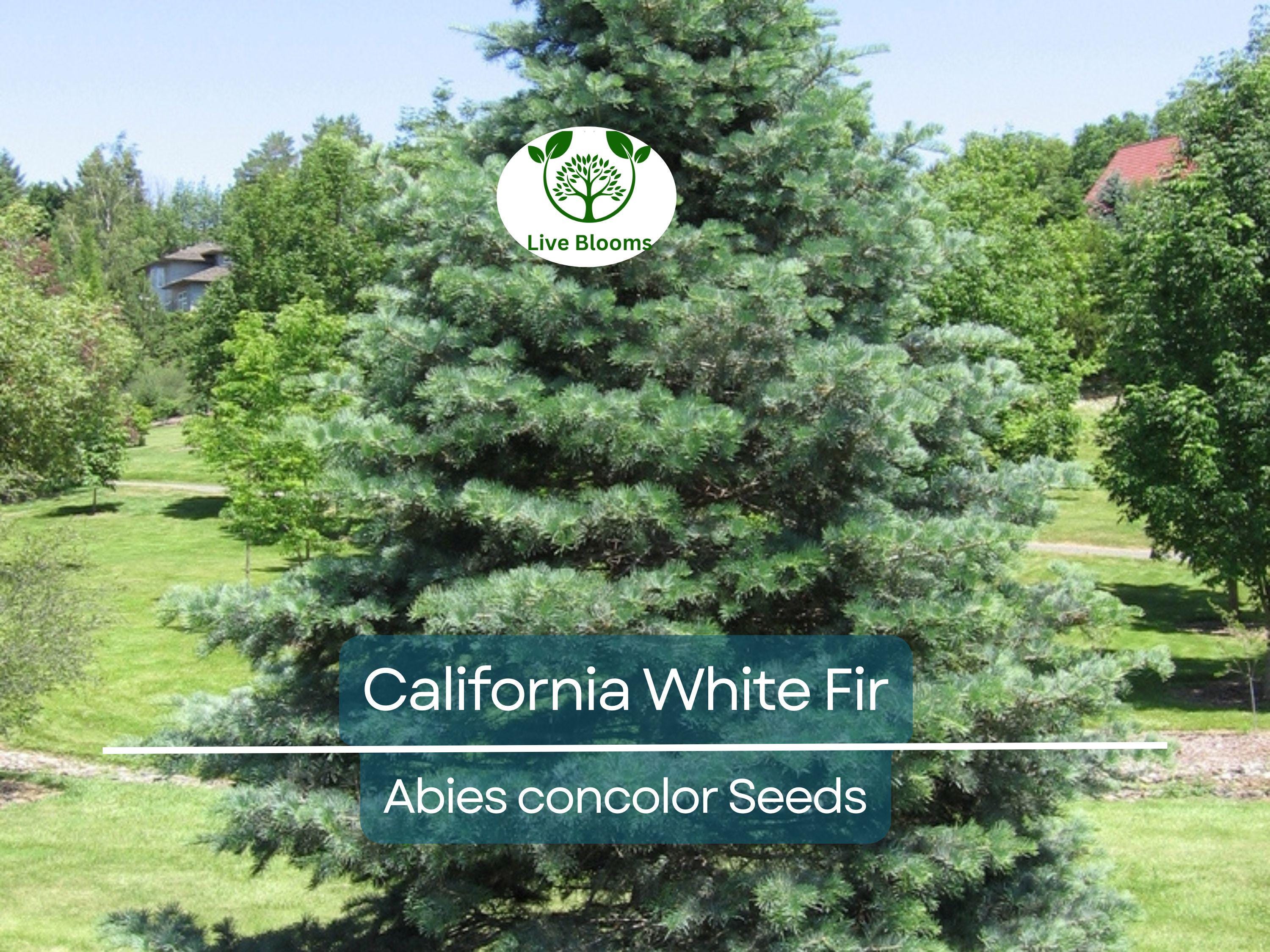 30 California White Fir Tree Seeds (Abies Concolor) | Pine, Evergreen, Hardy Conifer for Landscaping, Reforestation & Garden