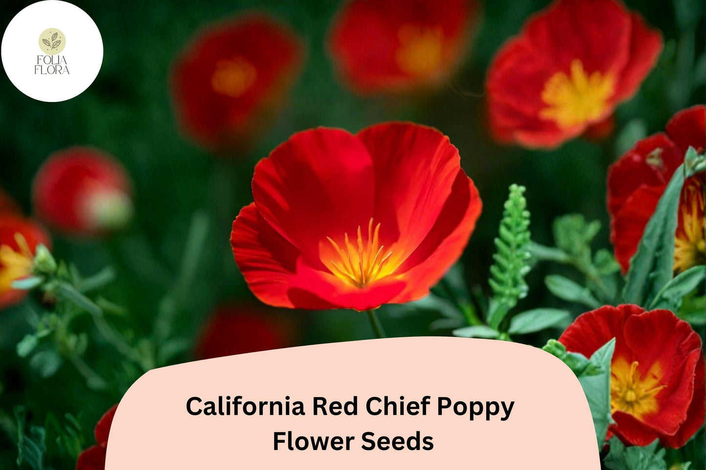 200+ California Red Chief Poppy Seeds for Garden Planting - Stunning Wildflowers