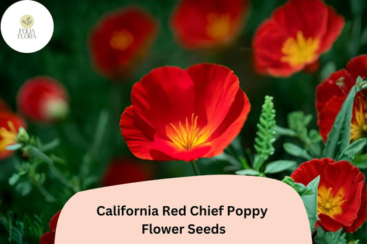 200+ California Red Chief Poppy Seeds for Garden Planting - Stunning Wildflowers