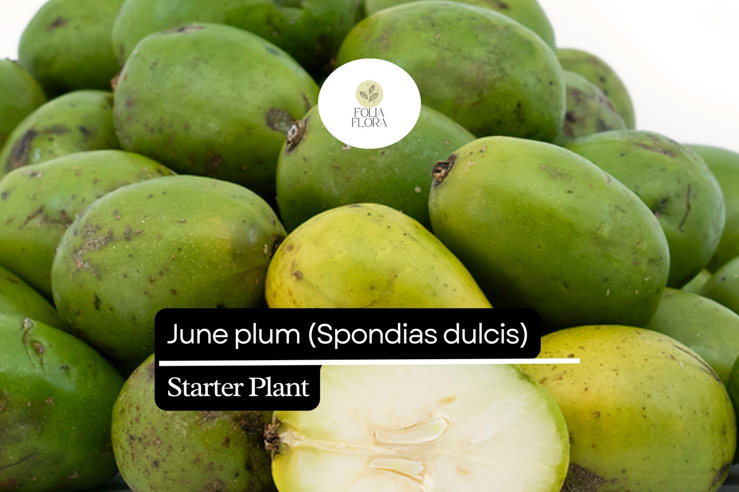 1 Starter Plant June Plum (Spondias dulcis) Tropical Fruit Tree 3’-4′ Tall