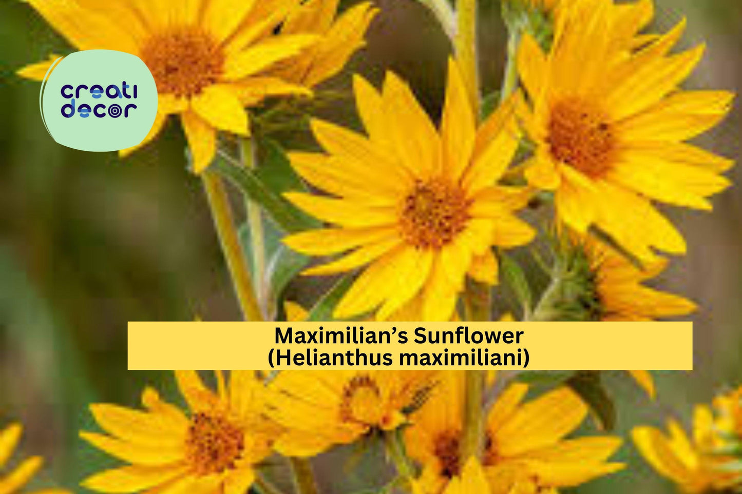 Maximilian’s Sunflower Seeds (Helianthus maximiliani) – 50 Native Perennial Seeds | Tall Yellow Blooms | Pollinator Friendly | Prairie Plant