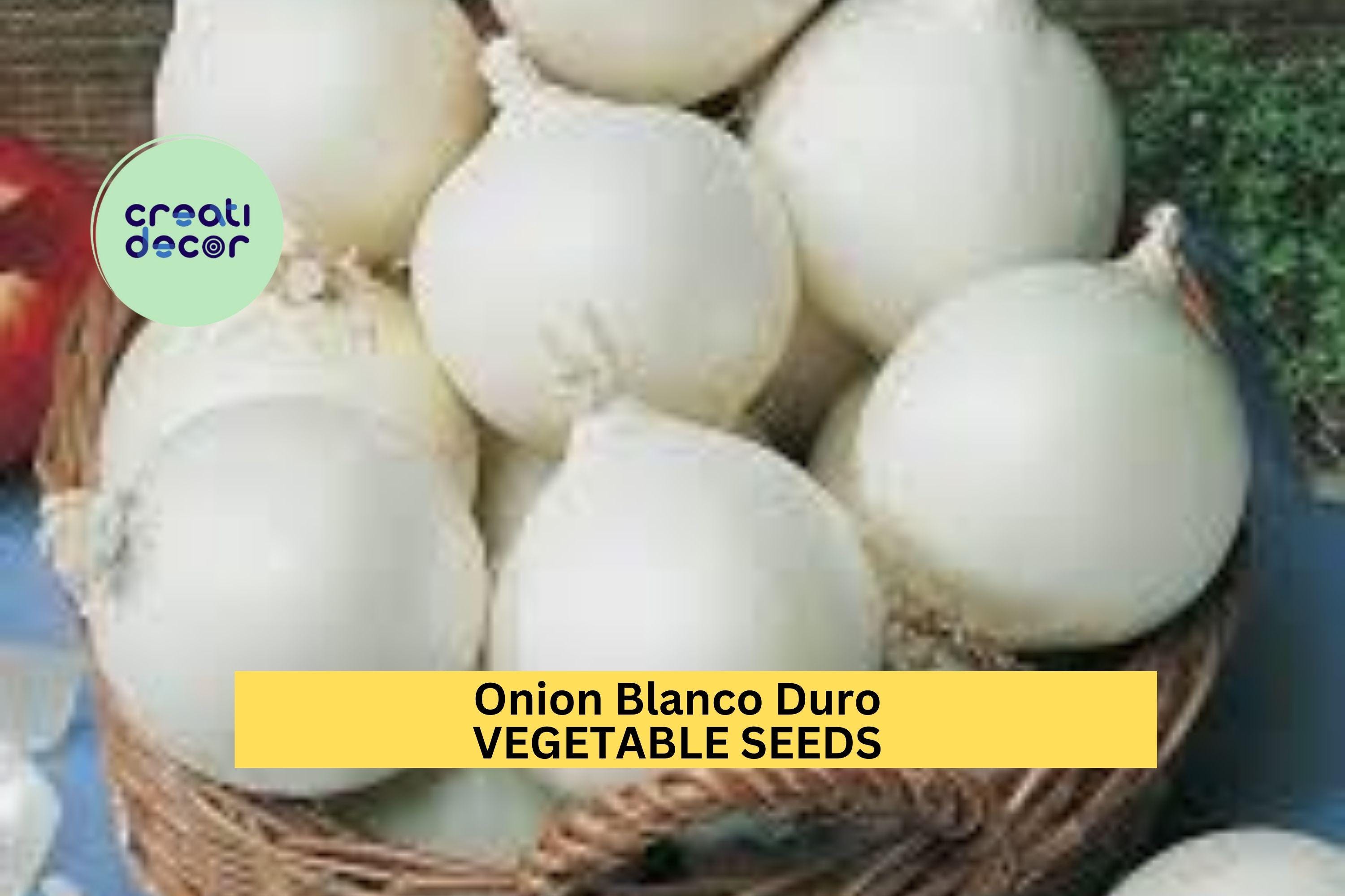 3pcs of 250mg Onion Blanco Duro Seeds – White Onion Vegetable Seeds for Planting – Crisp,Firm Bulbs Home Garden & Cooking Seeds for Planting