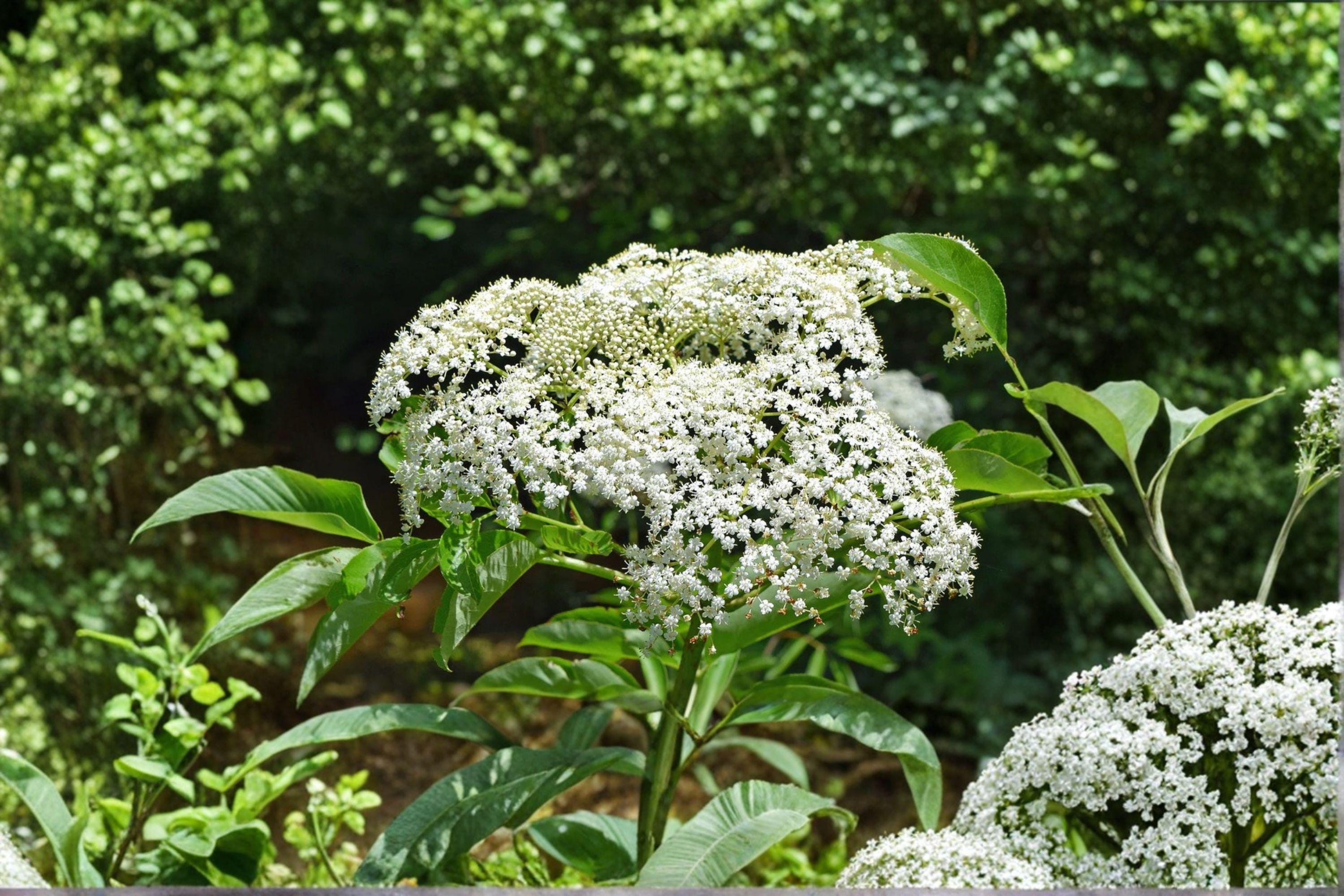 American Elderberry Seeds – Sambucus canadensis | 50 Seeds | Native Berry Shrub for Pollinator & Wildlife Gardens