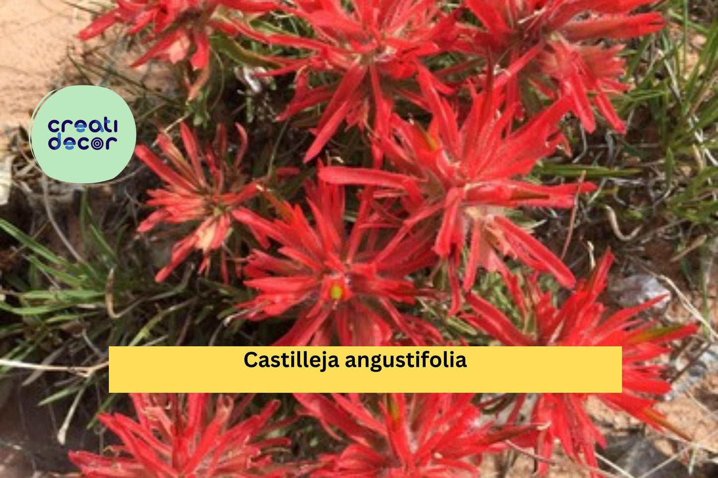 Castilleja angustifolia v. dubia Seeds (300) – Indian Paintbrush, Drought-Tolerant Wildflower, Native Perennial, Pollinator-Friendly
