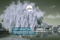 White Willow Tree Cutting | Silver Leaves Shimmer in Sunlight | Fast-Growing, Hardy Zones 3-10