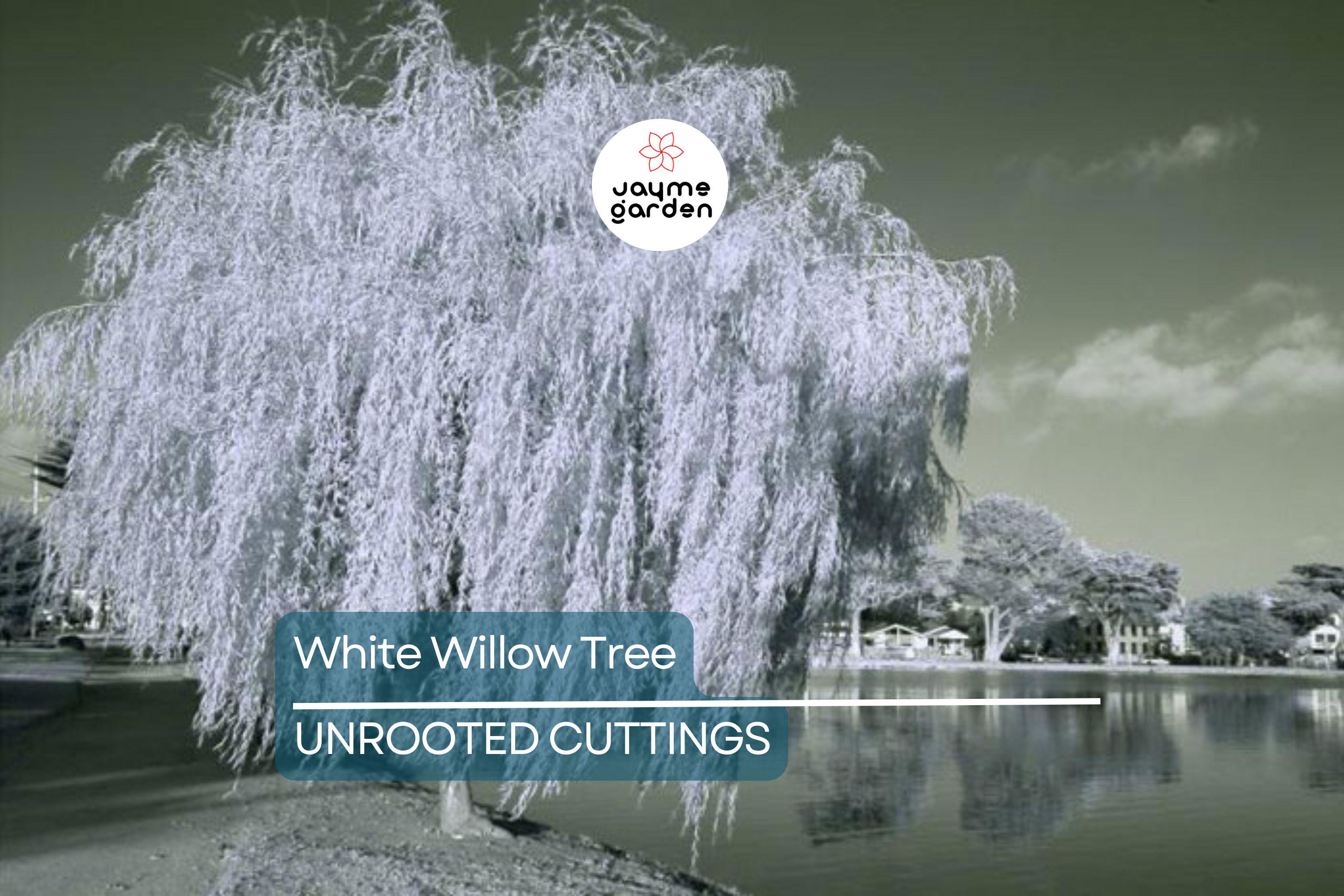 White Willow Tree Cutting | Silver Leaves Shimmer in Sunlight | Fast-Growing, Hardy Zones 3-10