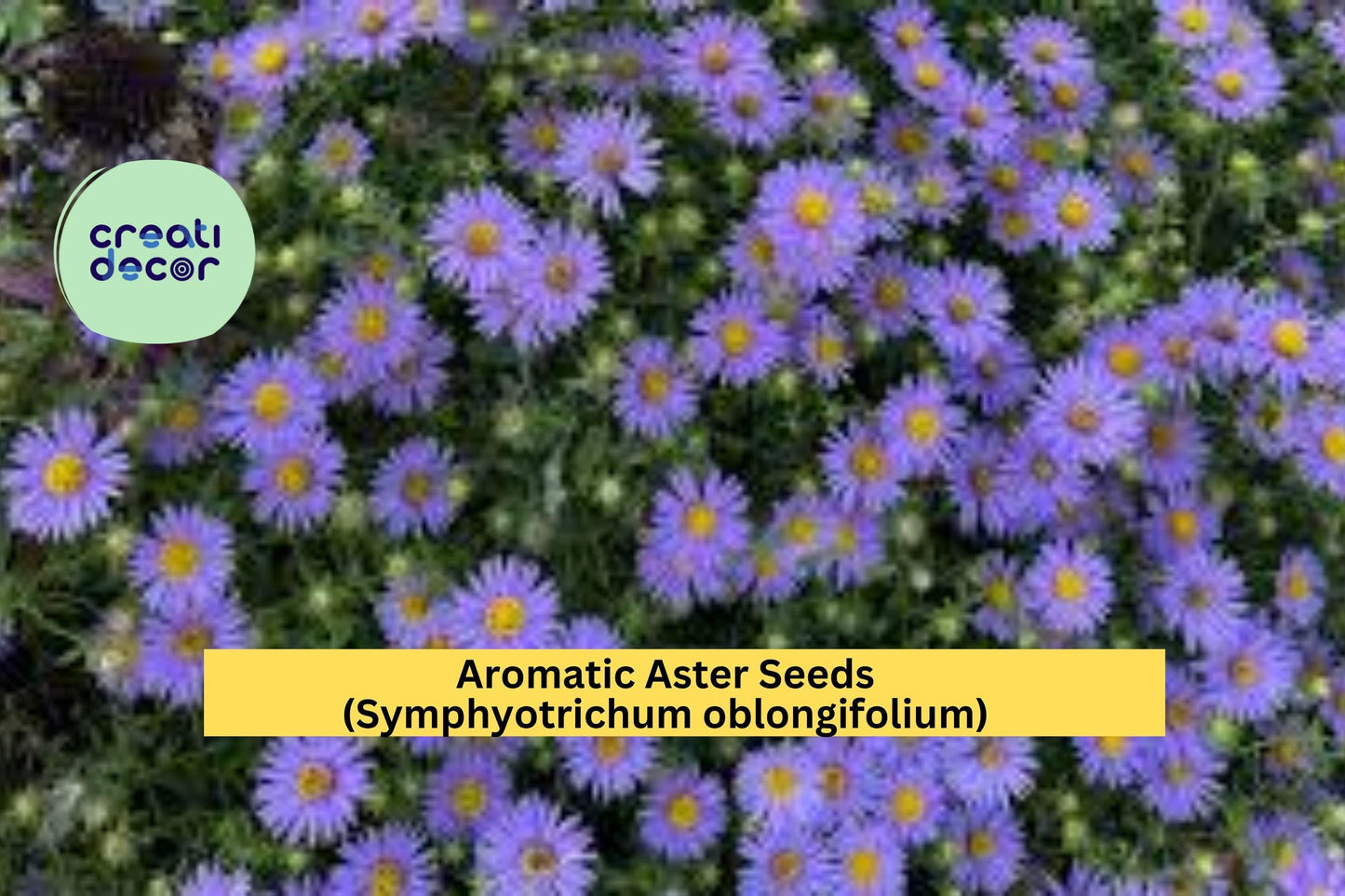 Aromatic Aster Seeds (Symphyotrichum oblongifolium) – 100 Seeds – Native Purple Perennial for Pollinator and Cottage Gardens