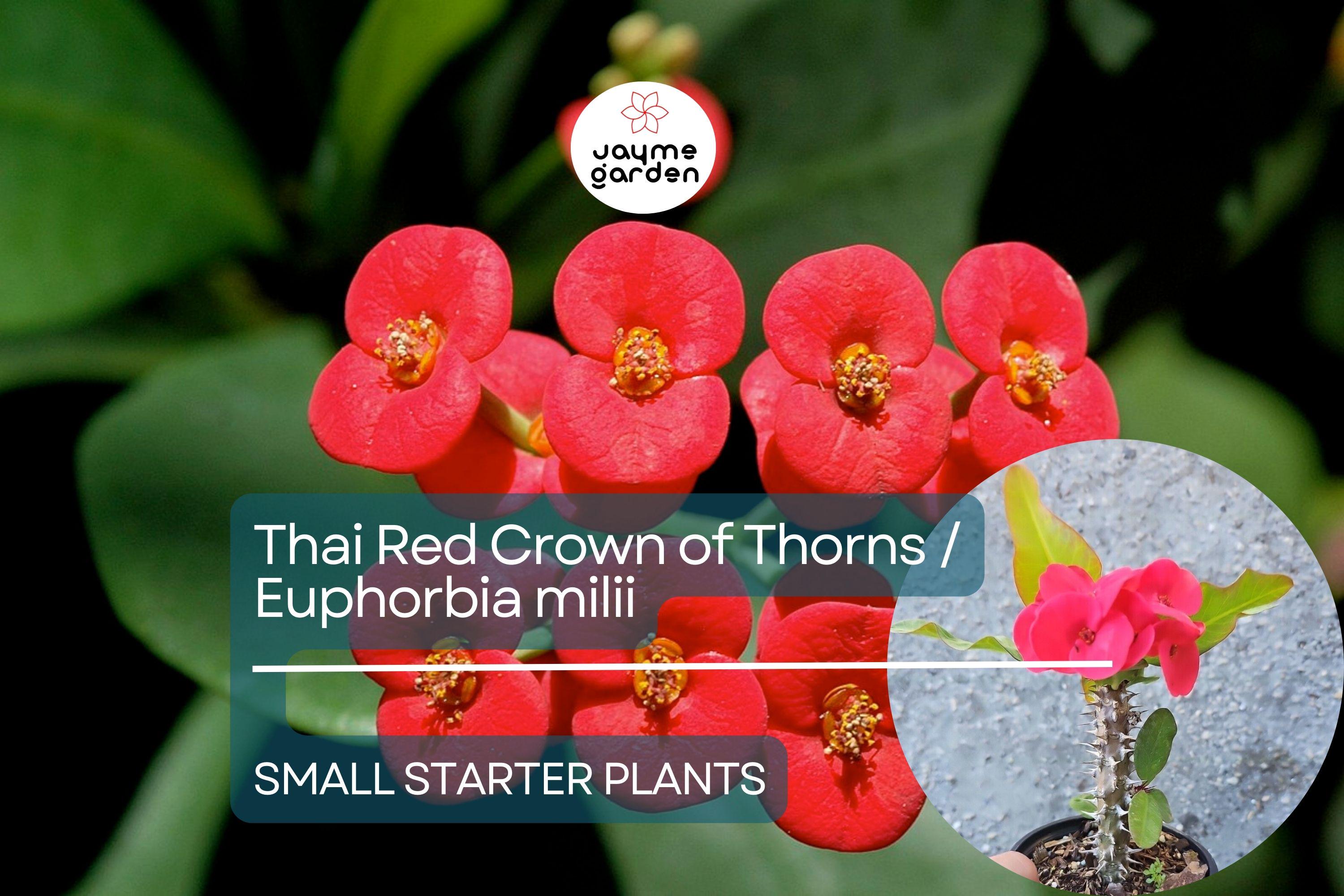Thai Red Crown of Thorns Starter Plant - Euphorbia Milii, 5-7 Inches Tall, Well-Rooted - Tropical Beauty with Red Flowers for Gardens