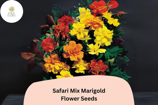 25+ Safari Mix Marigold Seeds | Compact French Tagetes in Red, Yellow & Orange for Borders, Pots and Garden Planting