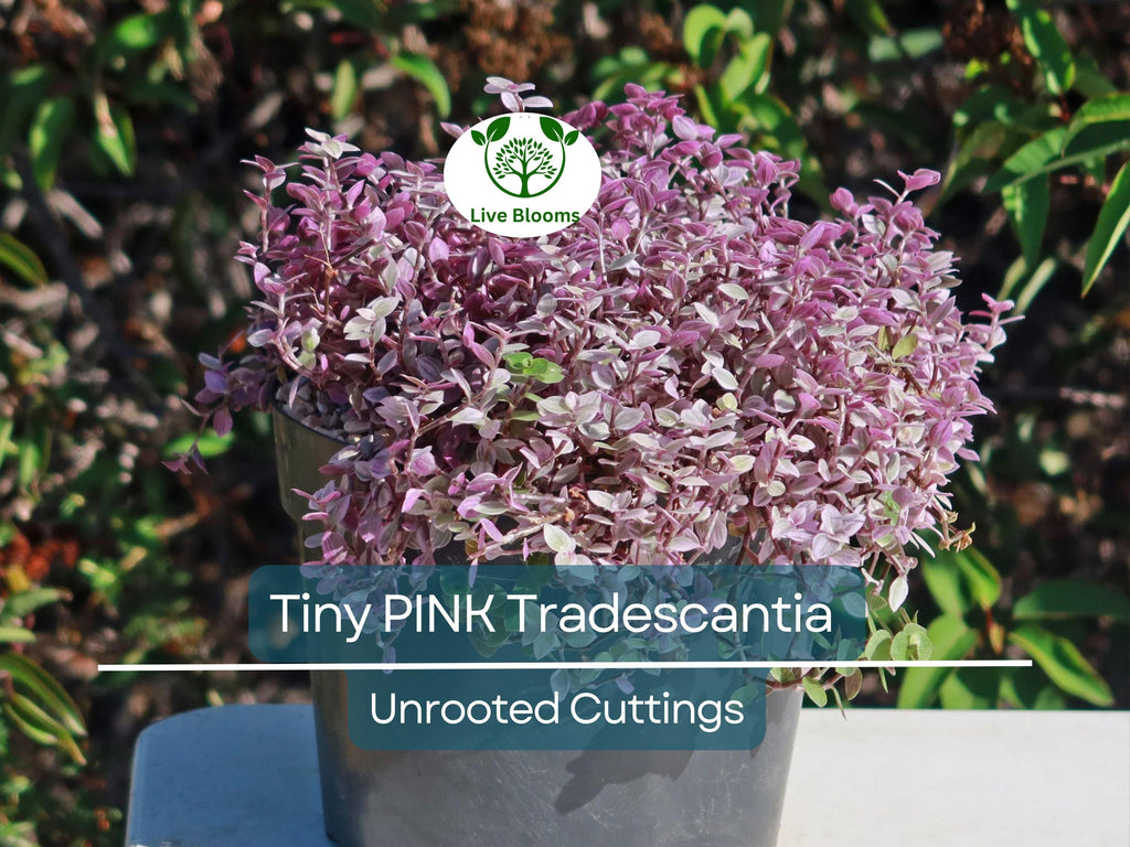 15 Tiny Pretty Pink Tradescantia Unrooted Cuttings | Spiderwort, Tradescantia pallida, Easy to Root, Decorative Pink Indoor Plant