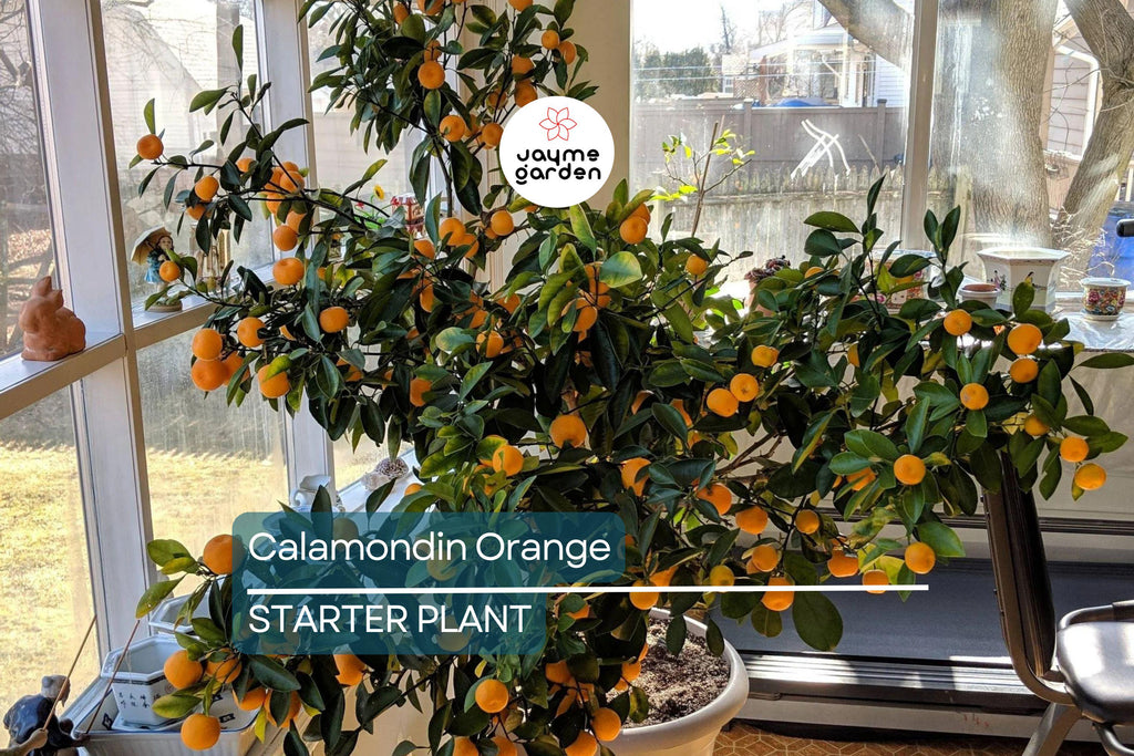 Calamondin Orange Tree Seedling | Self-Pollinating | 4-6" Tall | Potted | Zones 8-11
