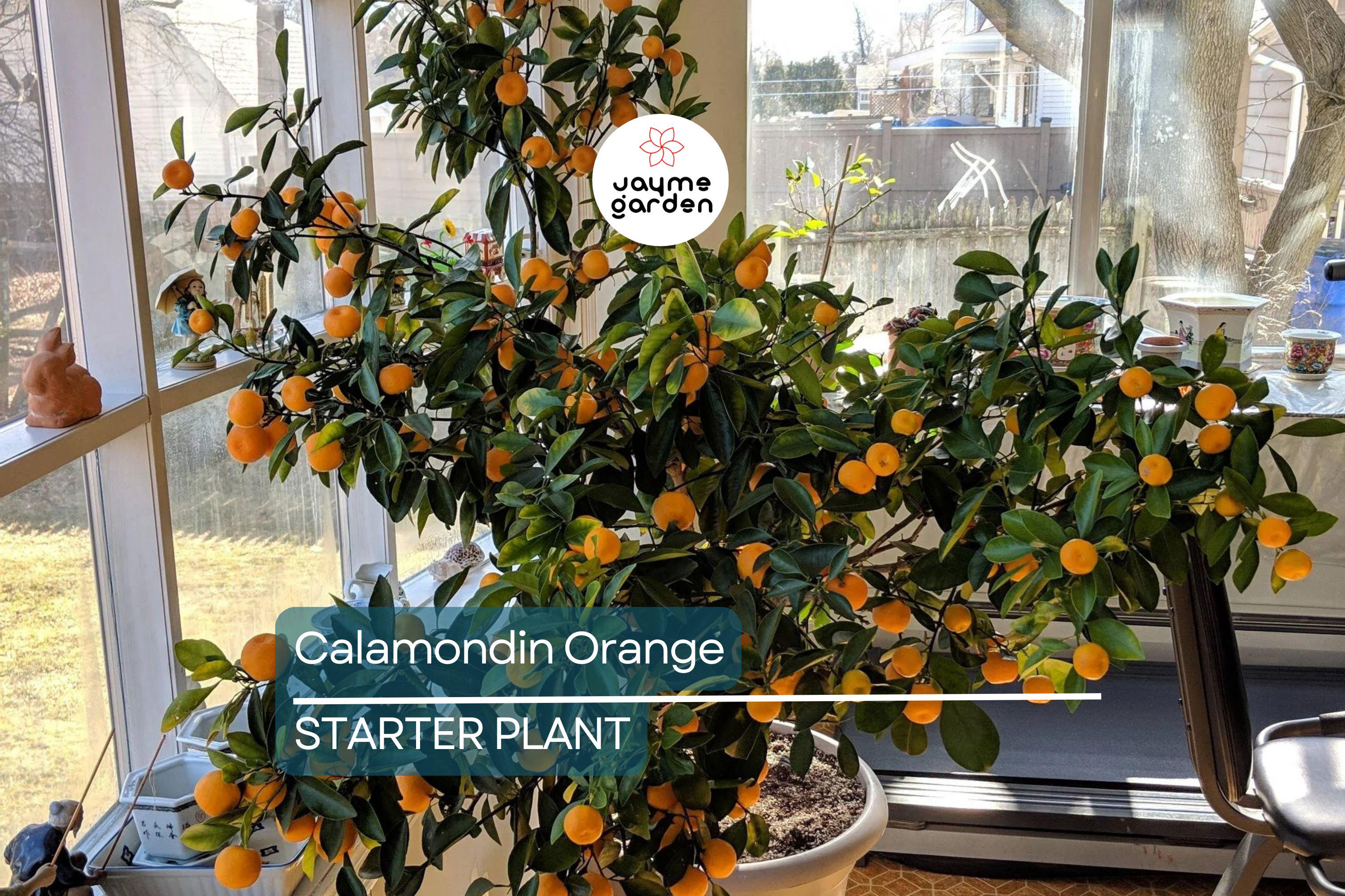 Calamondin Orange Tree Seedling | Self-Pollinating | 4-6" Tall | Potted | Zones 8-11