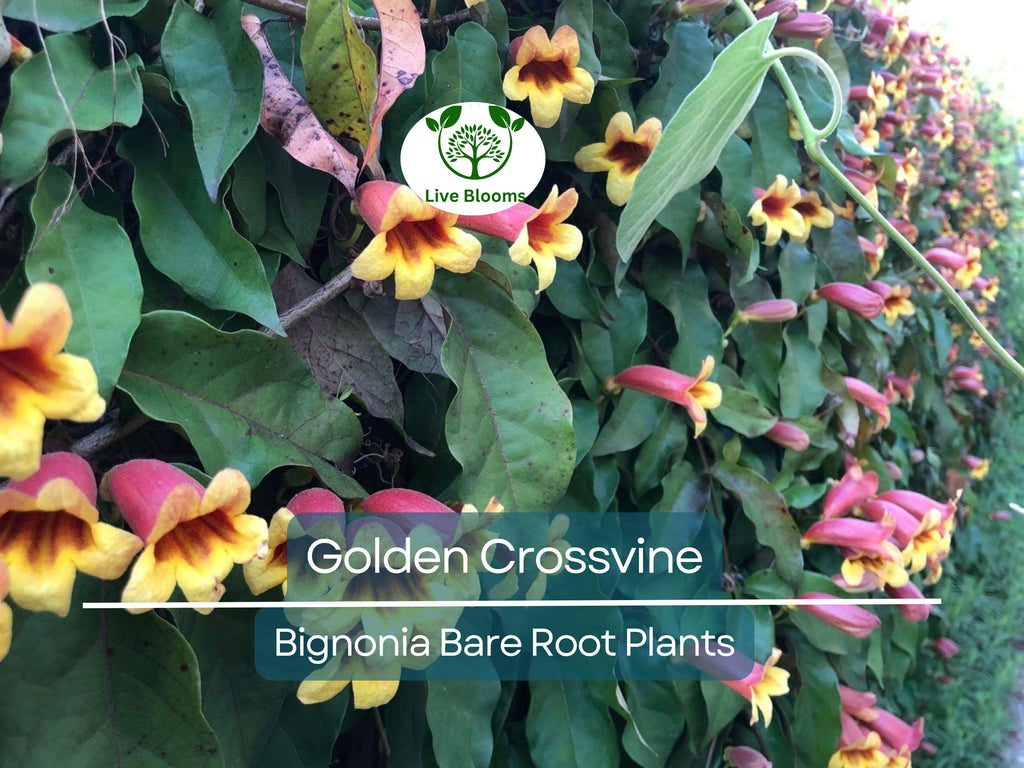1 Golden Crossvine Live Plant – Bignonia capreolata Bare Root 1/2 to 1', Hardy, Native Vine with Trumpet Blooms, Fast-Growing Climber