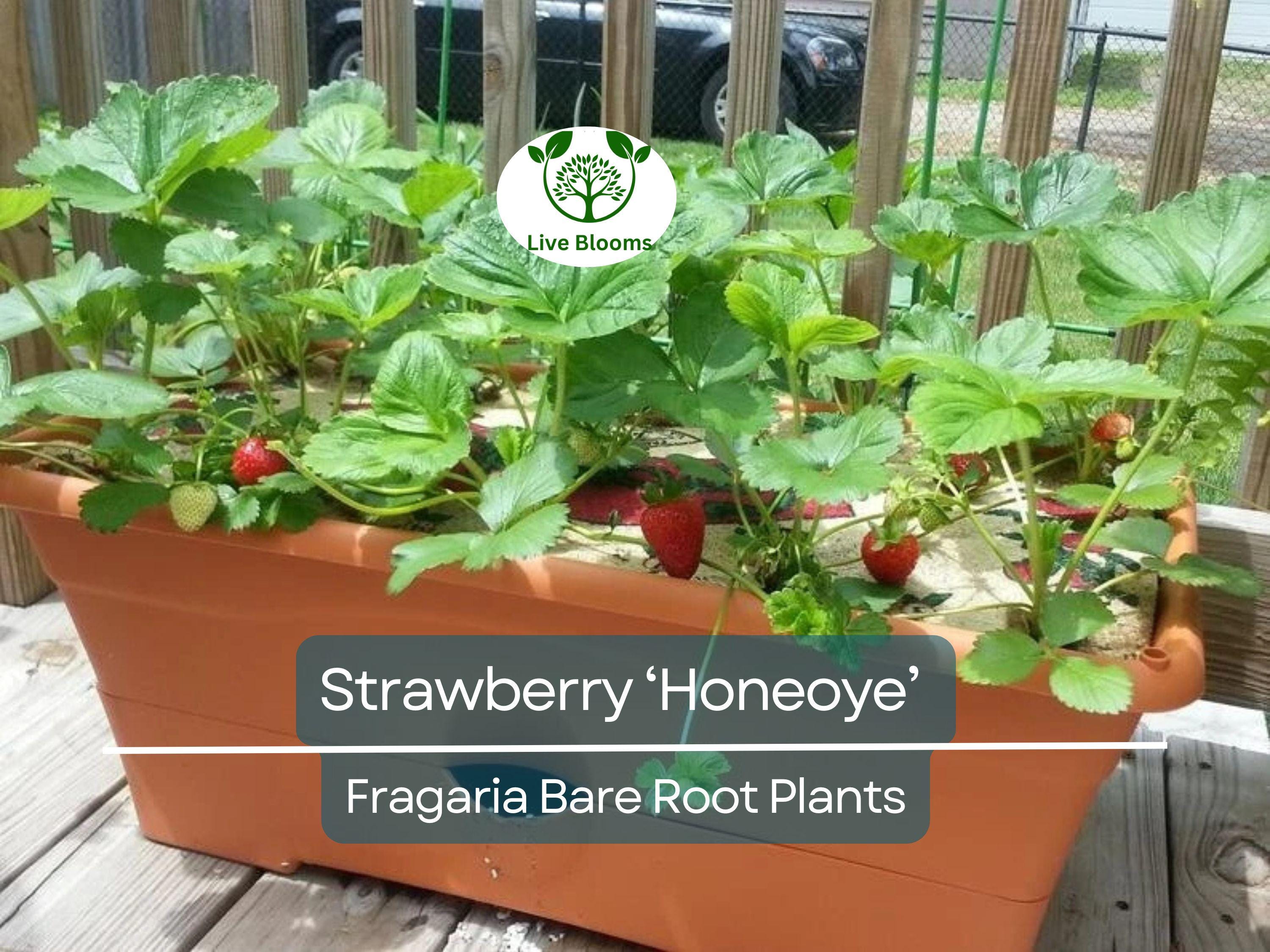 12 Honeoye Strawberry Plants – Bare Root – Sweet, Juicy Berries – Cold Hardy & Productive – June-Bearing – Zones 4–9