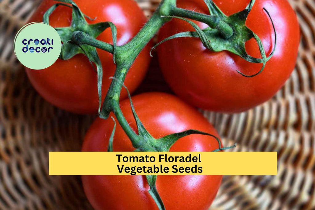 3pcs of 100mg Floradel Tomato Seeds – Large, Crack-Resistant Tomatoes for Juicy Slices, Salads & Home Gardening Seeds for Planting