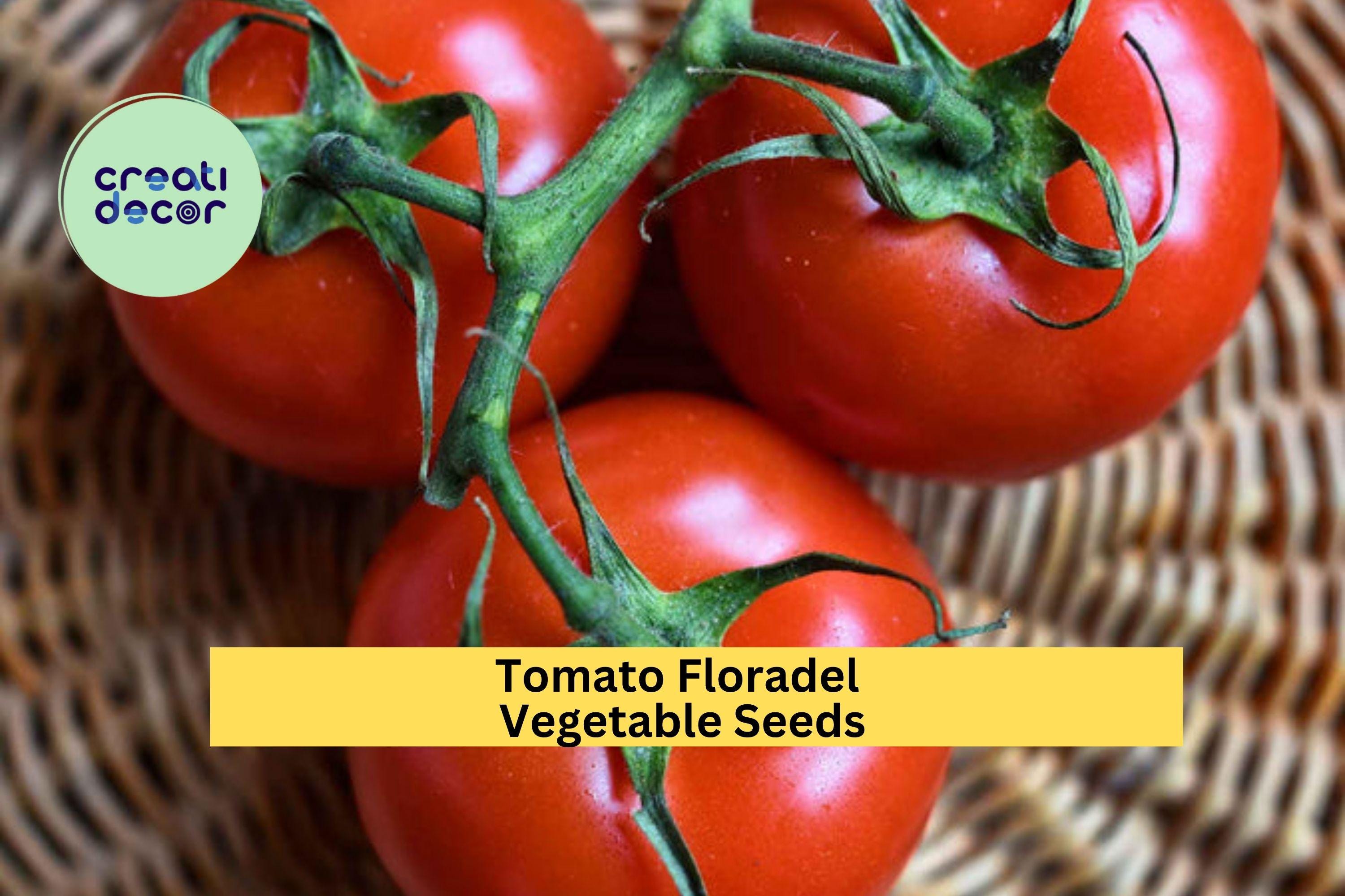 3pcs of 100mg Floradel Tomato Seeds – Large, Crack-Resistant Tomatoes for Juicy Slices, Salads & Home Gardening Seeds for Planting