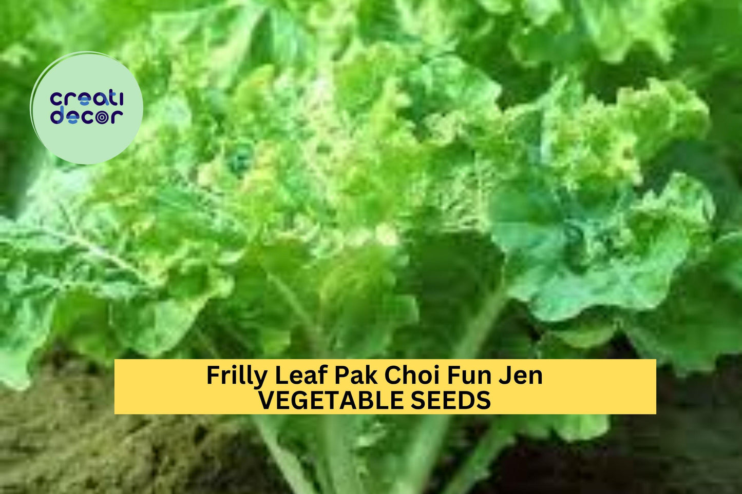 3pcs of 500mg Frilly Leaf Pak Choi Fun Jen Seeds – Hybrid Asian Greens for Crisp Salads, Stir-Fries & Home Gardens Seeds for Planting
