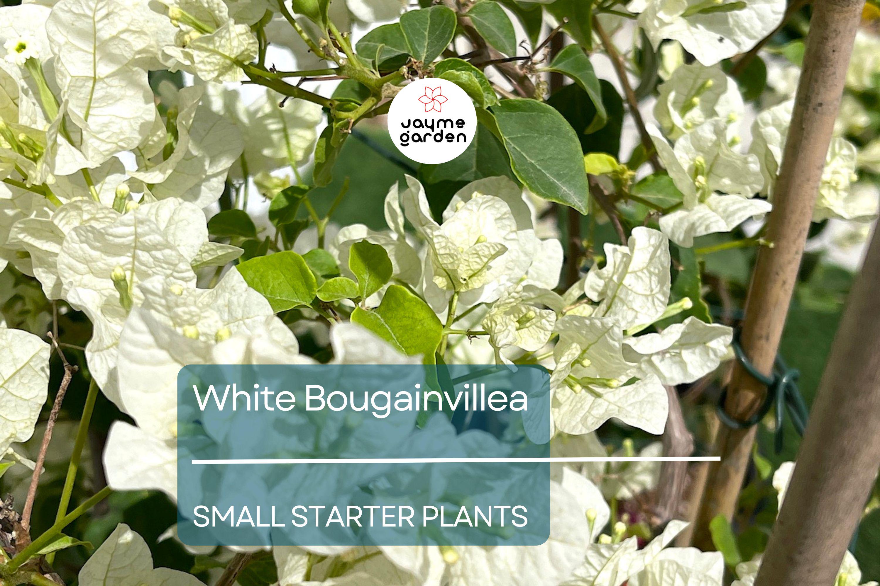 White Bougainvillea Starter Plant - Paper Flower, 5-7 Inches Tall - Tropical Beauty for Gardens, Containers & Landscaping