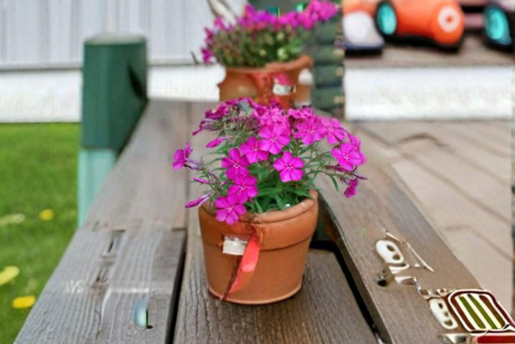 Annual Phlox – Phlox drummondii, Mixed Bright Blooms, Easy Garden (100 Seeds)