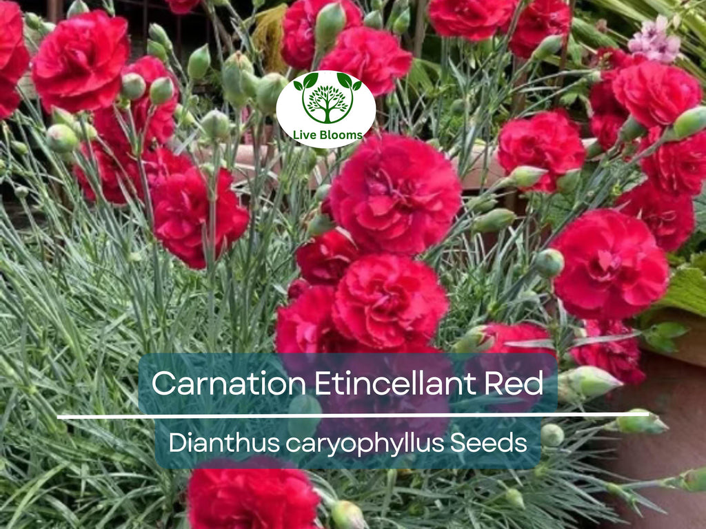 25 Seeds Carnation Etincellant Red - Fragrant Non-GMO Pollinator-Friendly Cut Flowers, Perfect for Gardens Bouquets (Dianthus caryophyllus)