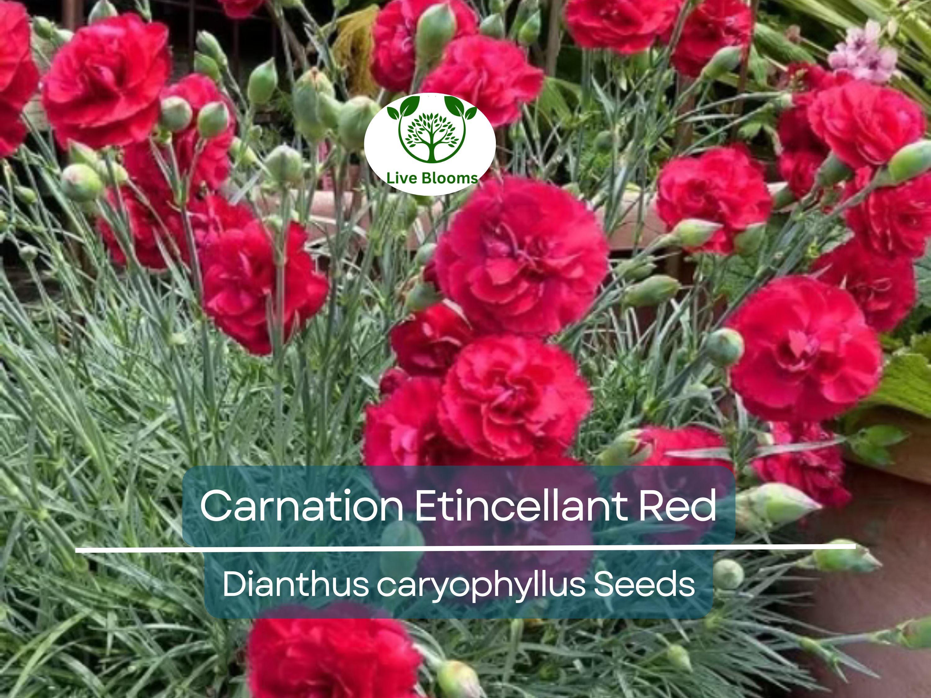 25 Seeds Carnation Etincellant Red - Fragrant Non-GMO Pollinator-Friendly Cut Flowers, Perfect for Gardens Bouquets (Dianthus caryophyllus)