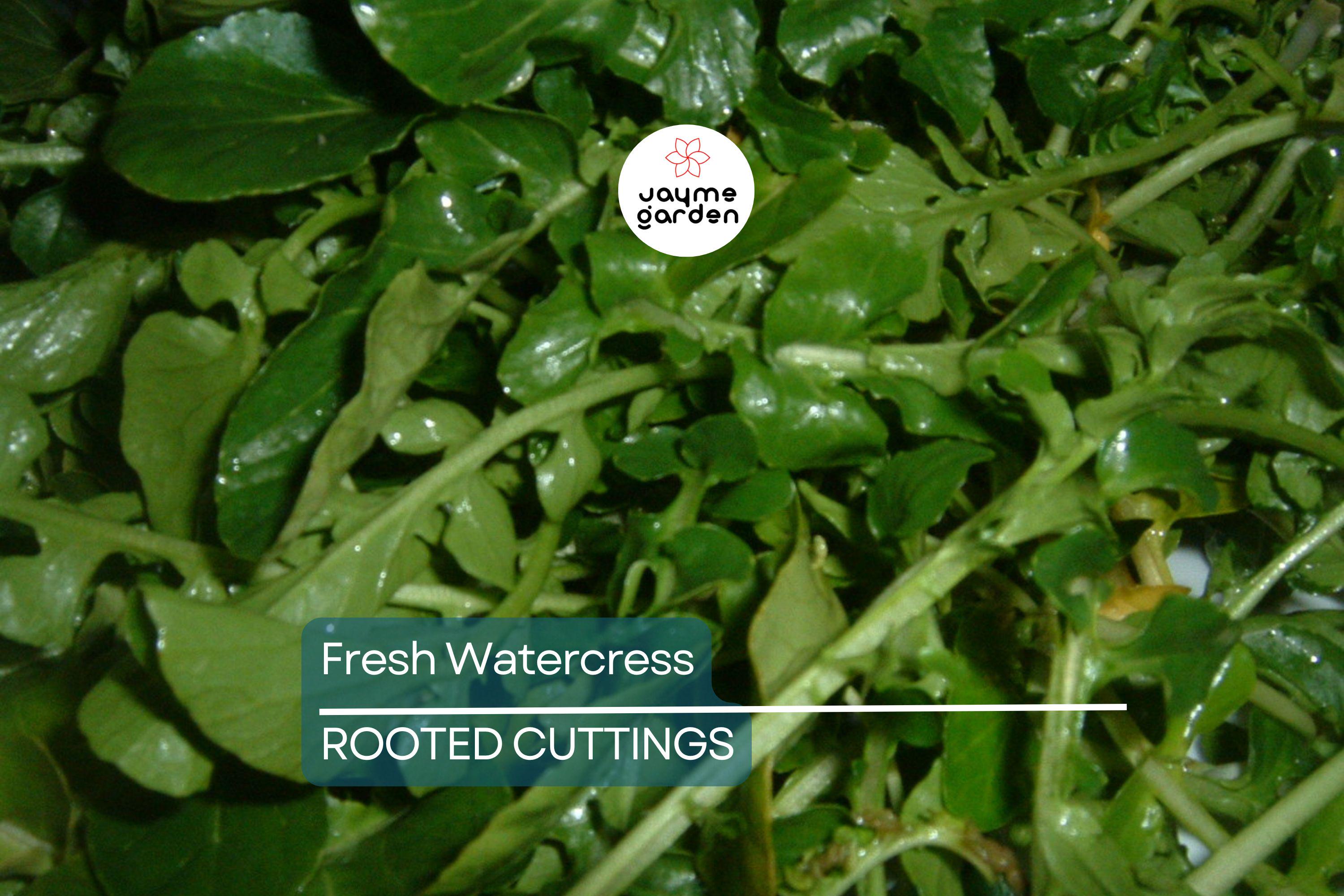10 Fresh Watercress Cuttings with Roots – Live Vegetable – Ready to Plant – Fast Growing & Nutrient-Rich