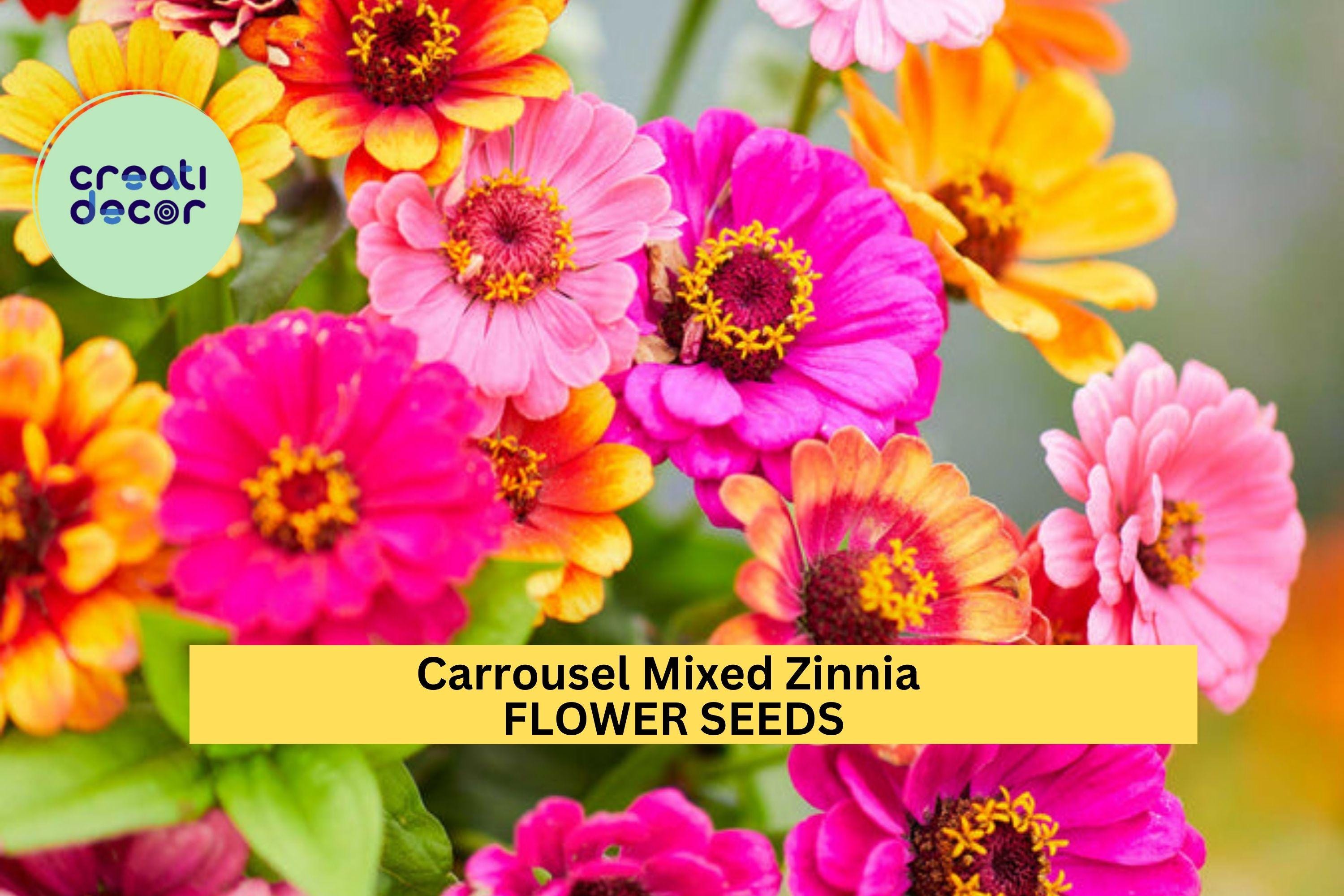 100+ Carrousel Mixed Zinnia Seeds – Bright, Multi-Colored Blooms for Garden Planting, Easy-Grow Annuals for Beds & Bouquets – USA