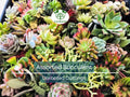 20 Assorted Succulent Unrooted Cuttings - 18 Varieties, Easy to Grow, for Gardening, Propagation, Indoor/Outdoor Succulents, Cuttings