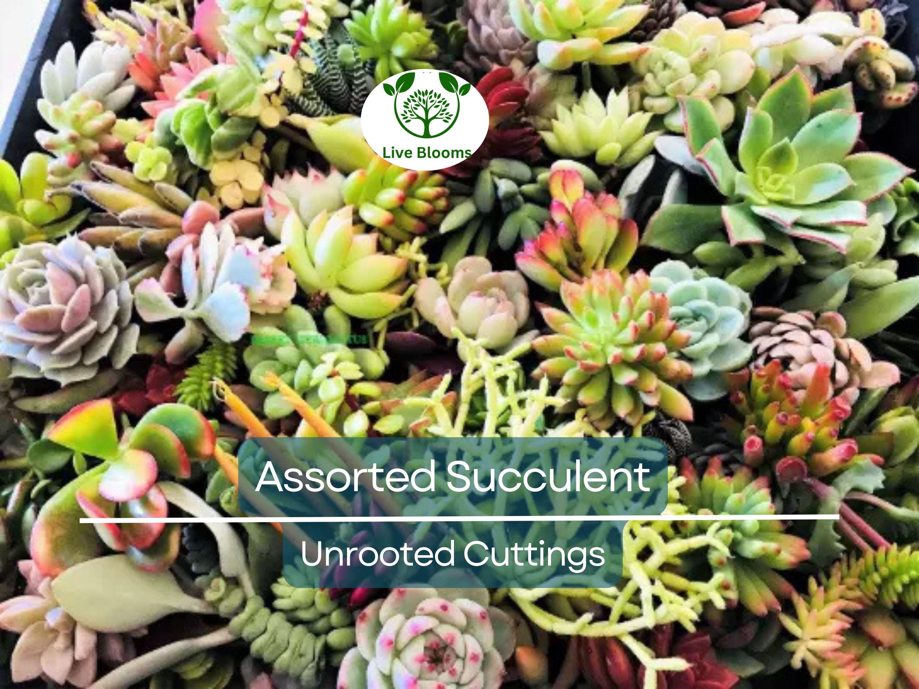 20 Assorted Succulent Unrooted Cuttings - 18 Varieties, Easy to Grow, for Gardening, Propagation, Indoor/Outdoor Succulents, Cuttings