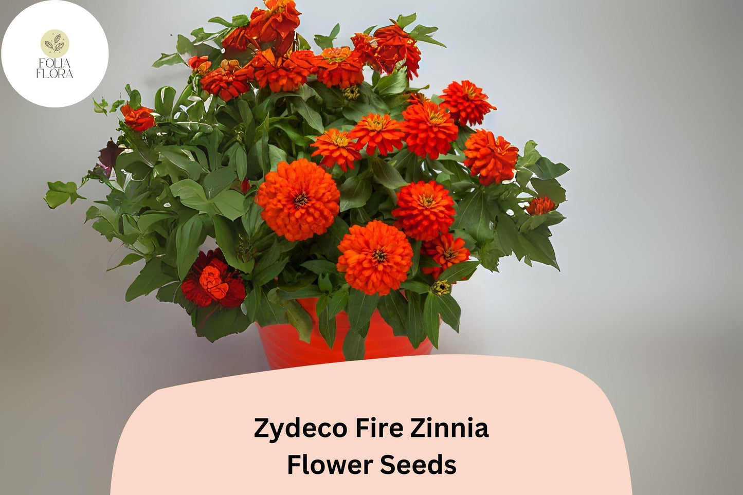 100+ Zydeco Fire Zinnia Seeds | Vibrant Red-Orange Blooms | Annual Garden Flowers, Easy Grow, Cut Flower Variety
