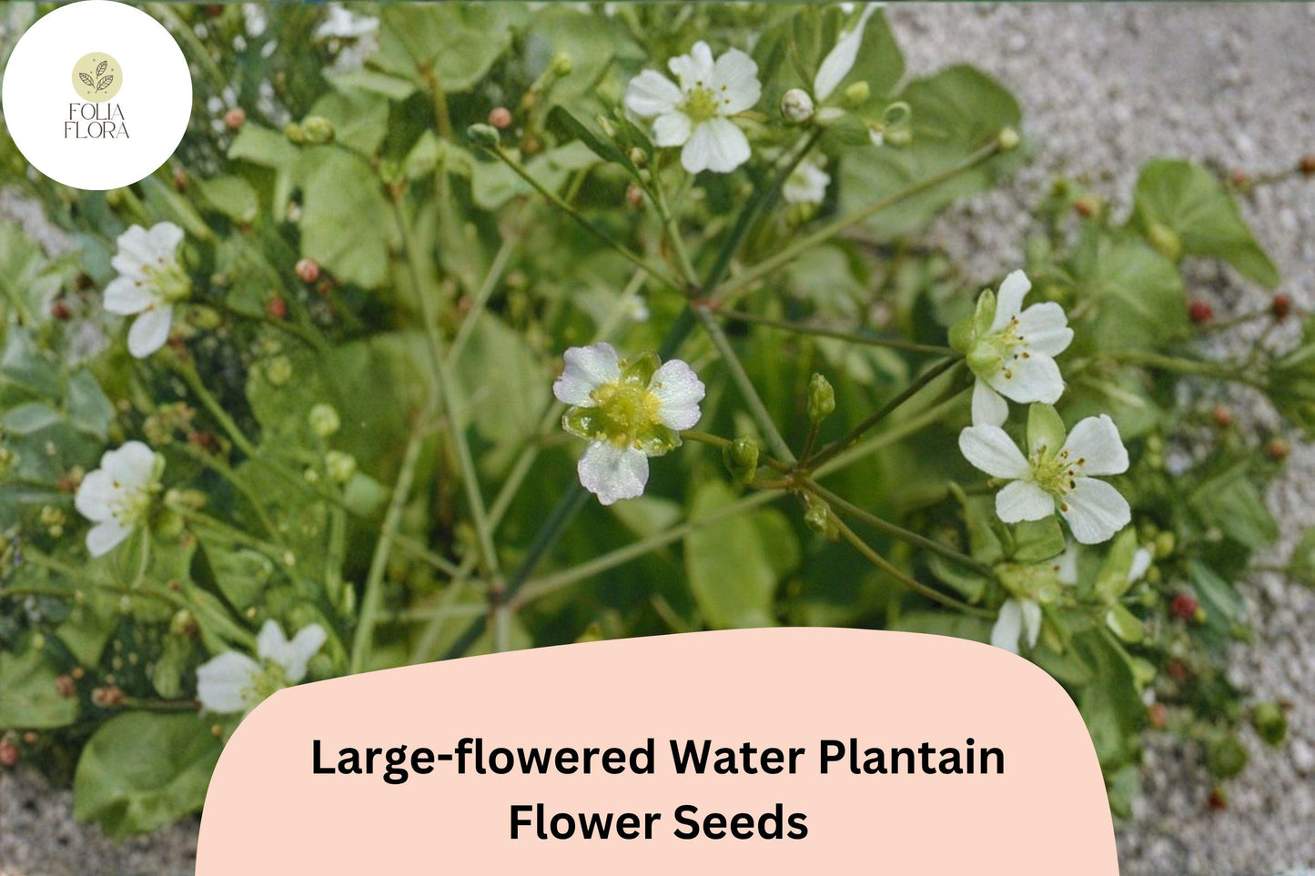 300 Large-Flowered Water Plantain Seeds | Alisma subcordatum | Native Aquatic Wildflower