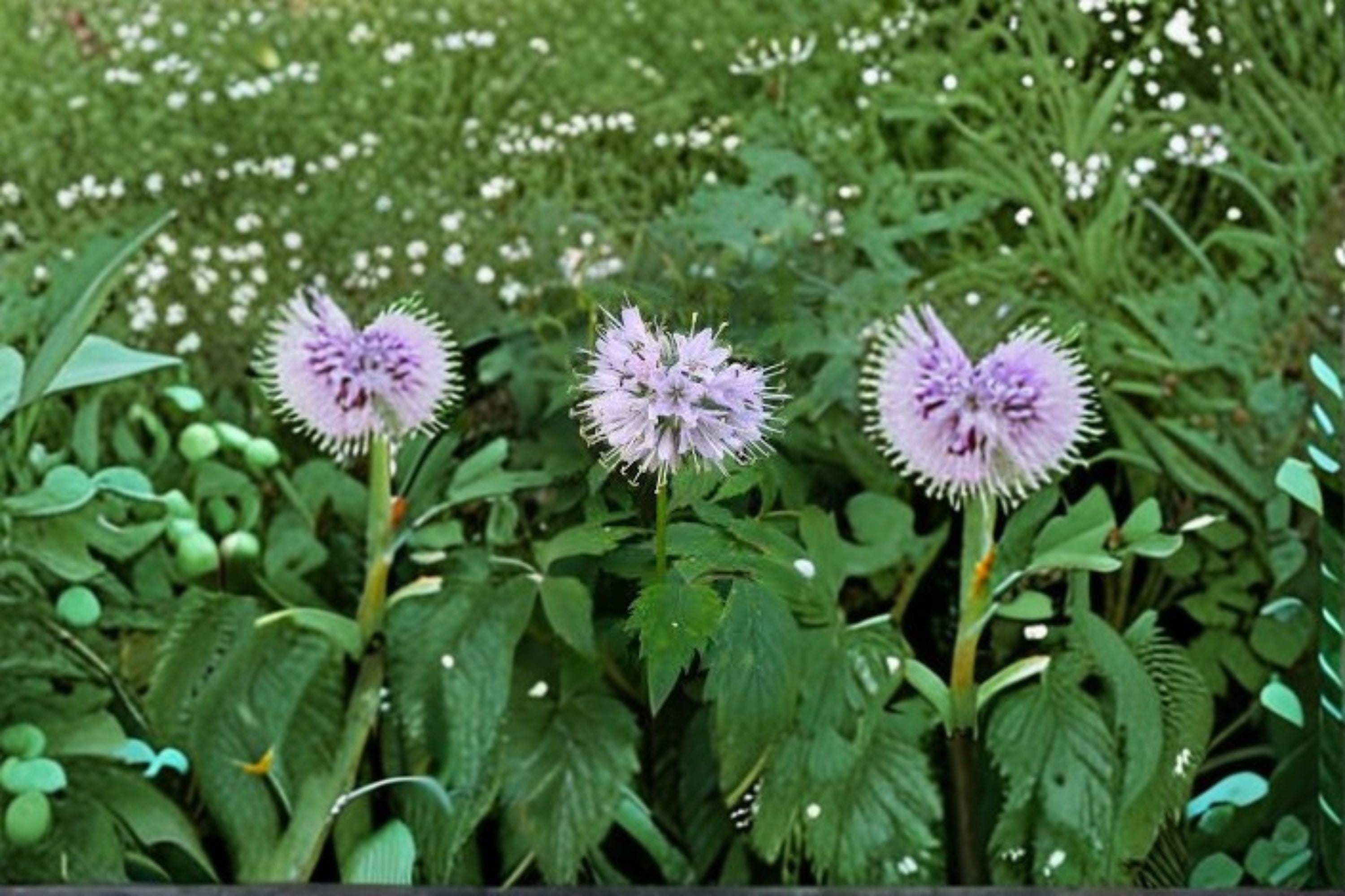 Virginia Waterleaf – Hydrophyllum virginianum,Native Woodland Wildflower | Shade-Loving Perennial (10 Seeds)