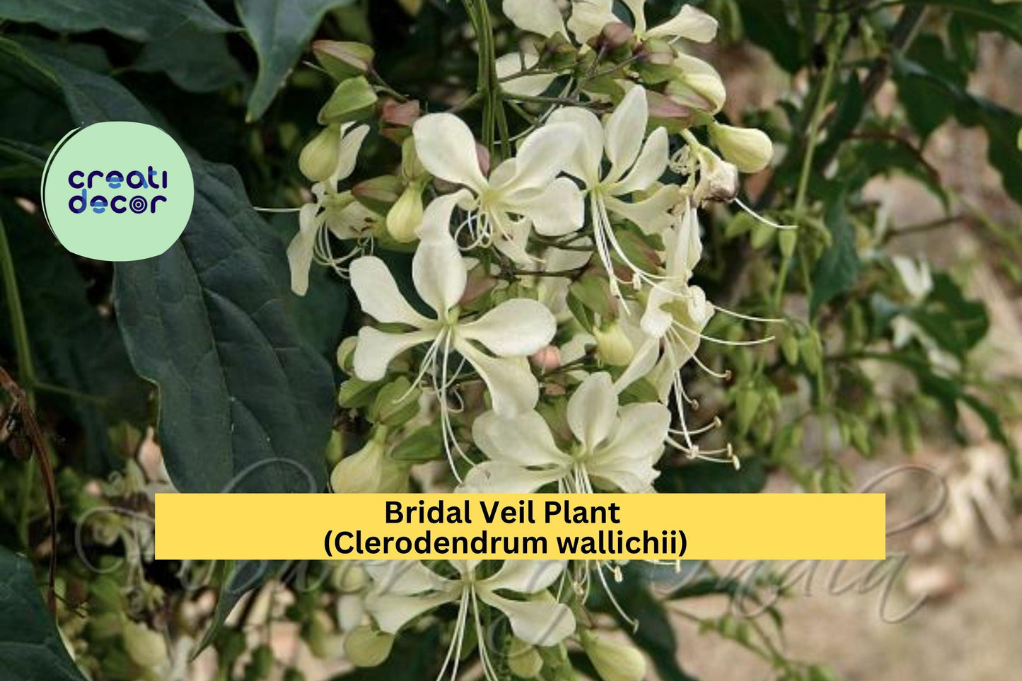 Bridal Veil Plant (Clerodendrum wallichii) – 4″ Live Starter Pot – Rare Cascading White Blooms & Tropical Foliage
