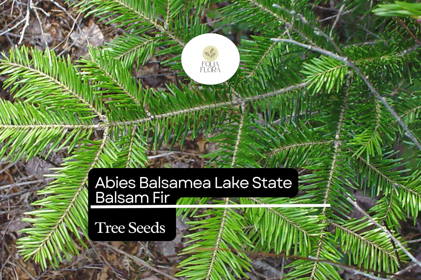 Balsam Fir Seeds 250mg | Abies balsamea | Lake State Balsam Fir, Evergreen Conifer, Fragrant Needle Tree, Hardy, Wildlife-Friendly