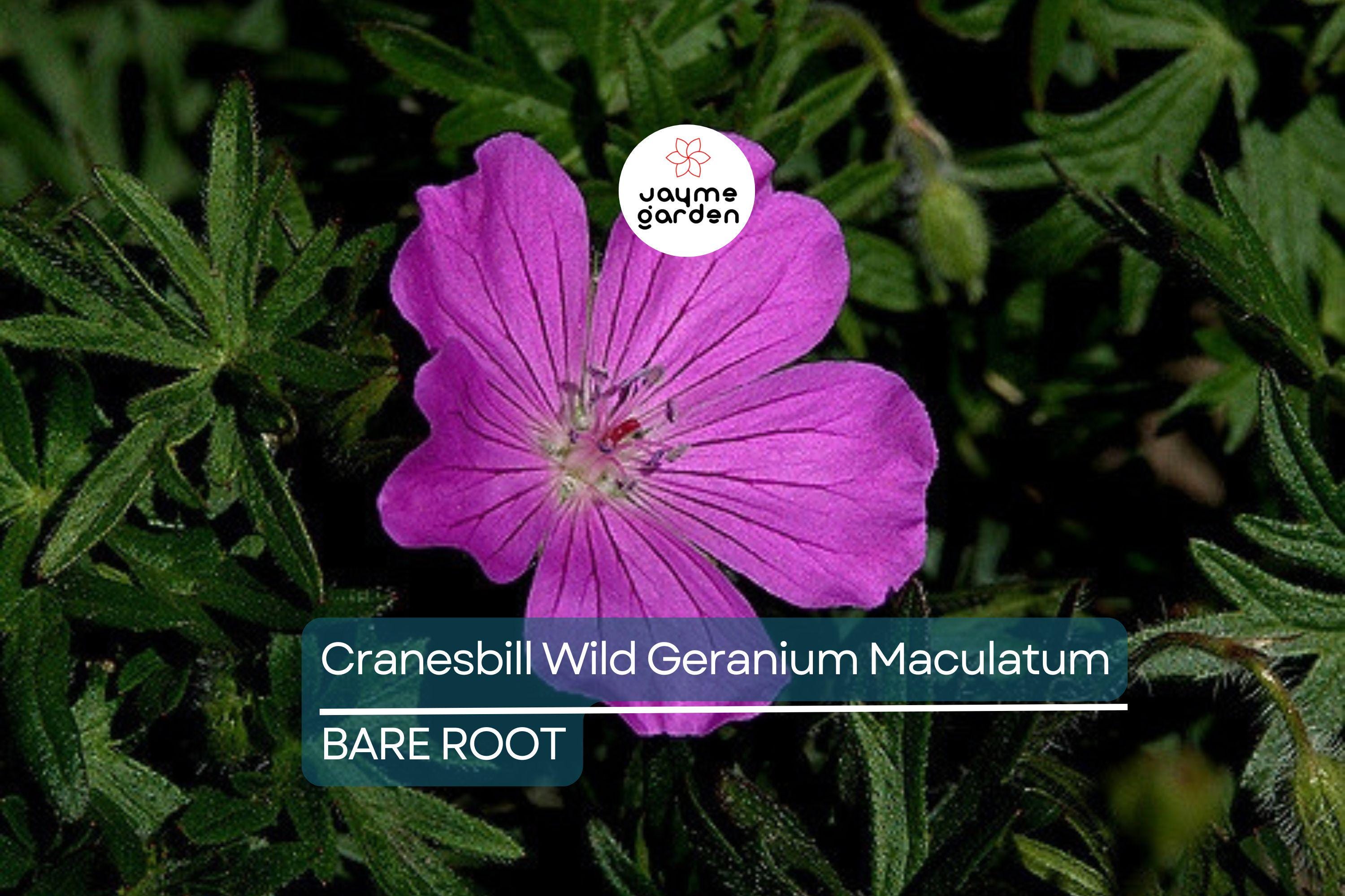 10 Cranesbill Wild Geranium Bare Roots – Organic Native Wildflower, Medicinal, Pollinator-Friendly, Hardy Perennial for Sun & Shade