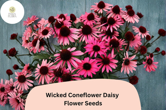 200+ Wicked Coneflower Daisy Seeds | Echinacea purpurea | Dark Bloom Mix | Pollinator Friendly Garden Flowers