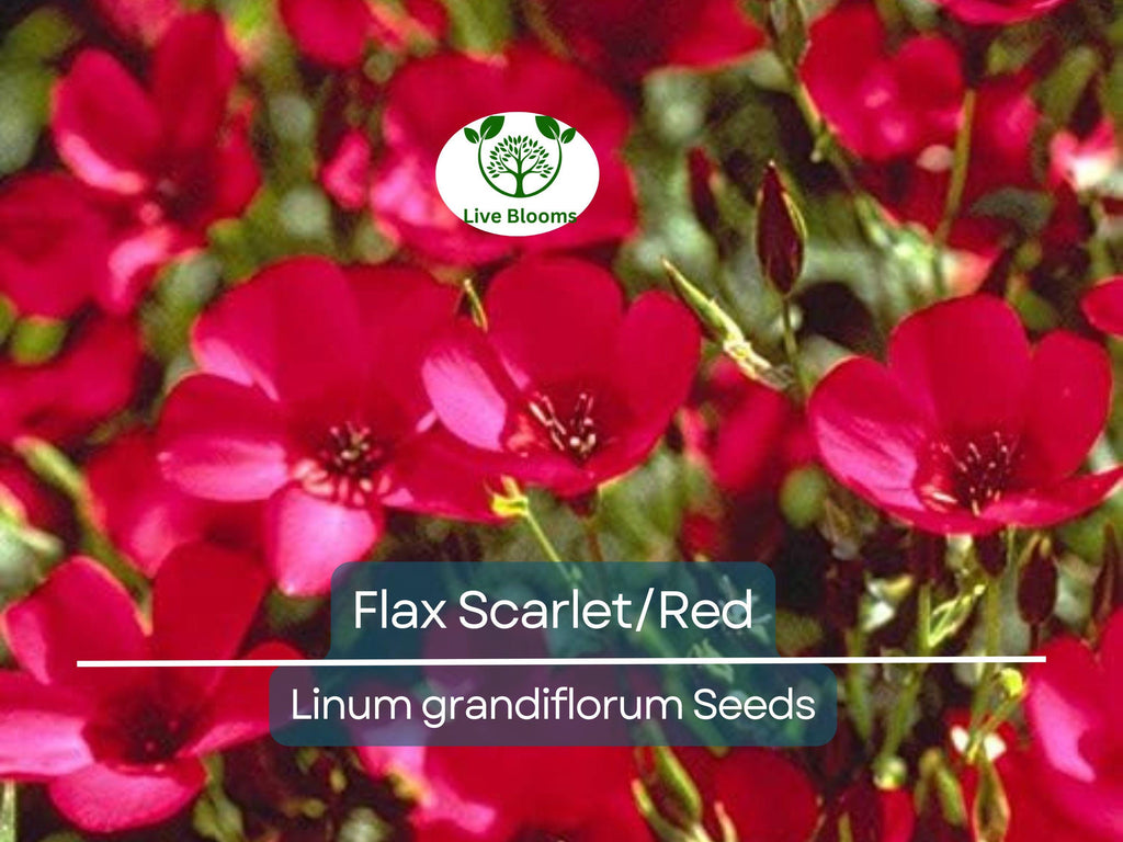 500 Seeds Flax Scarlet/Red Wildflower, Non-GMO, Annual, Pollinator-Friendly, Partial Shade, Linum grandiflorum