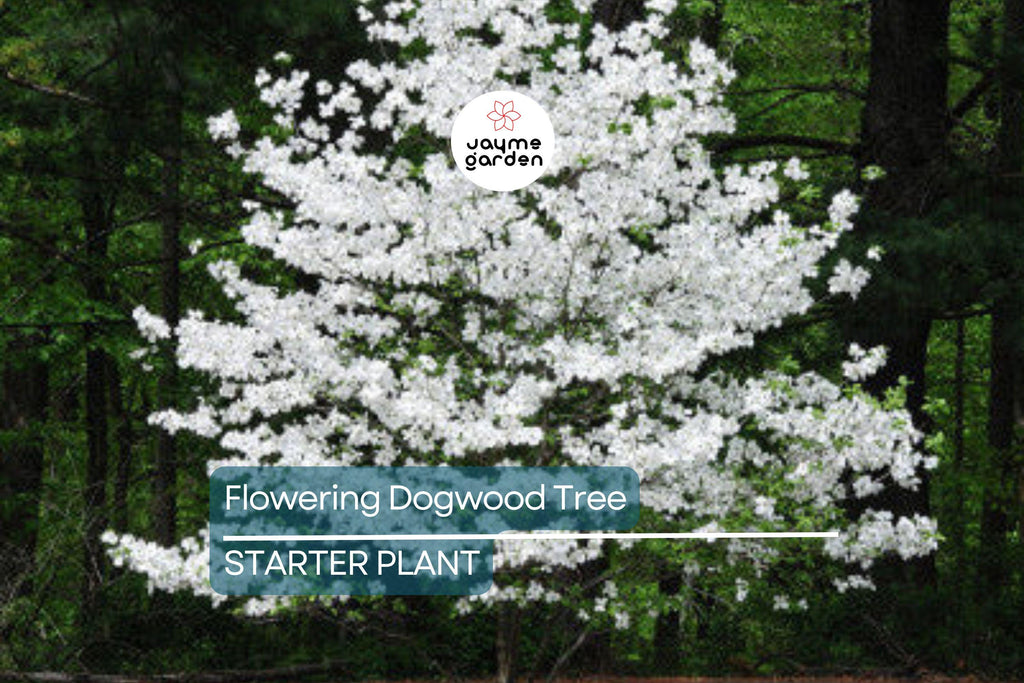 Live Flowering Dogwood Tree - Bare Root 2-3 Ft Plant - Cornus Florida (USDA Zones 4-9)