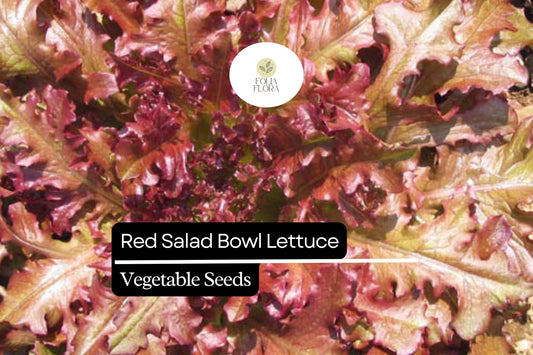 1000 Red Salad Bowl Lettuce Seeds – Lactuca sativa – Heirloom Leaf Lettuce, Deep Red Leaves, Fast-Growing, Non-GMO, Tender & Crisp