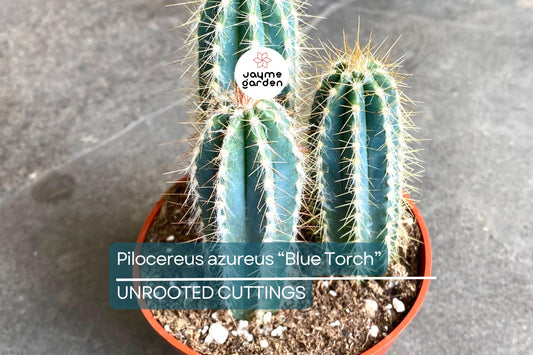 Pilosocereus Azureus ‘Blue Torch’ Cactus | 4” Live Cutting | Rare Blue Cactus | Easy to Root | Night-Blooming |